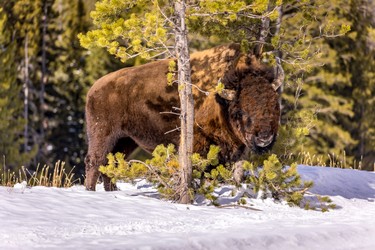 bison_bulle-.JPG