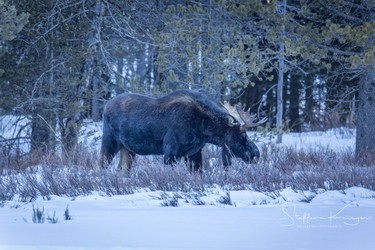 moose--2.JPG